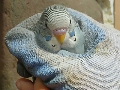 Baby parakeet