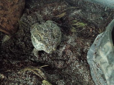 Toad and cage