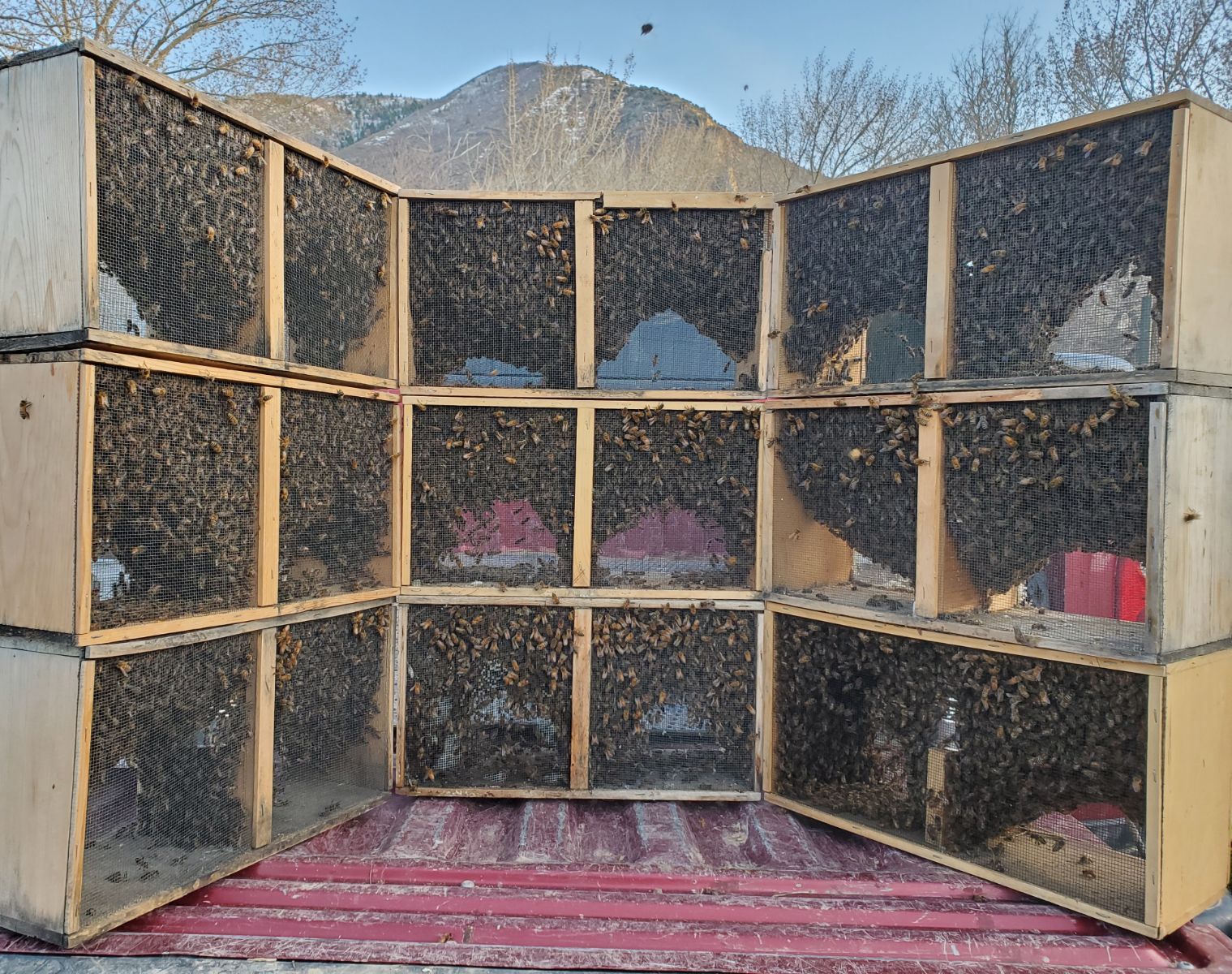 Spring 2026 honeybees! Nucs and Packages