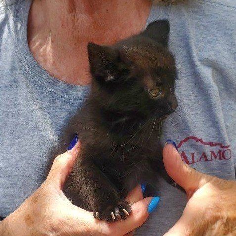 Precious tabby kittens and cats need good homes