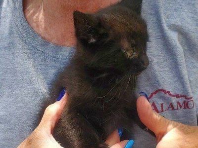 Precious tabby kittens and cats need good homes
