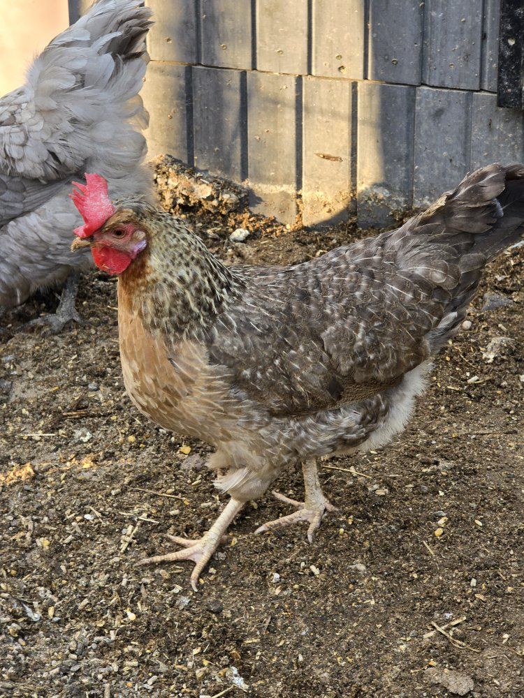 chickens