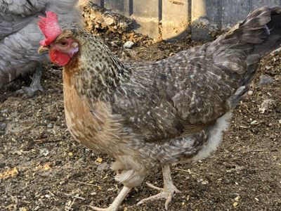 chickens