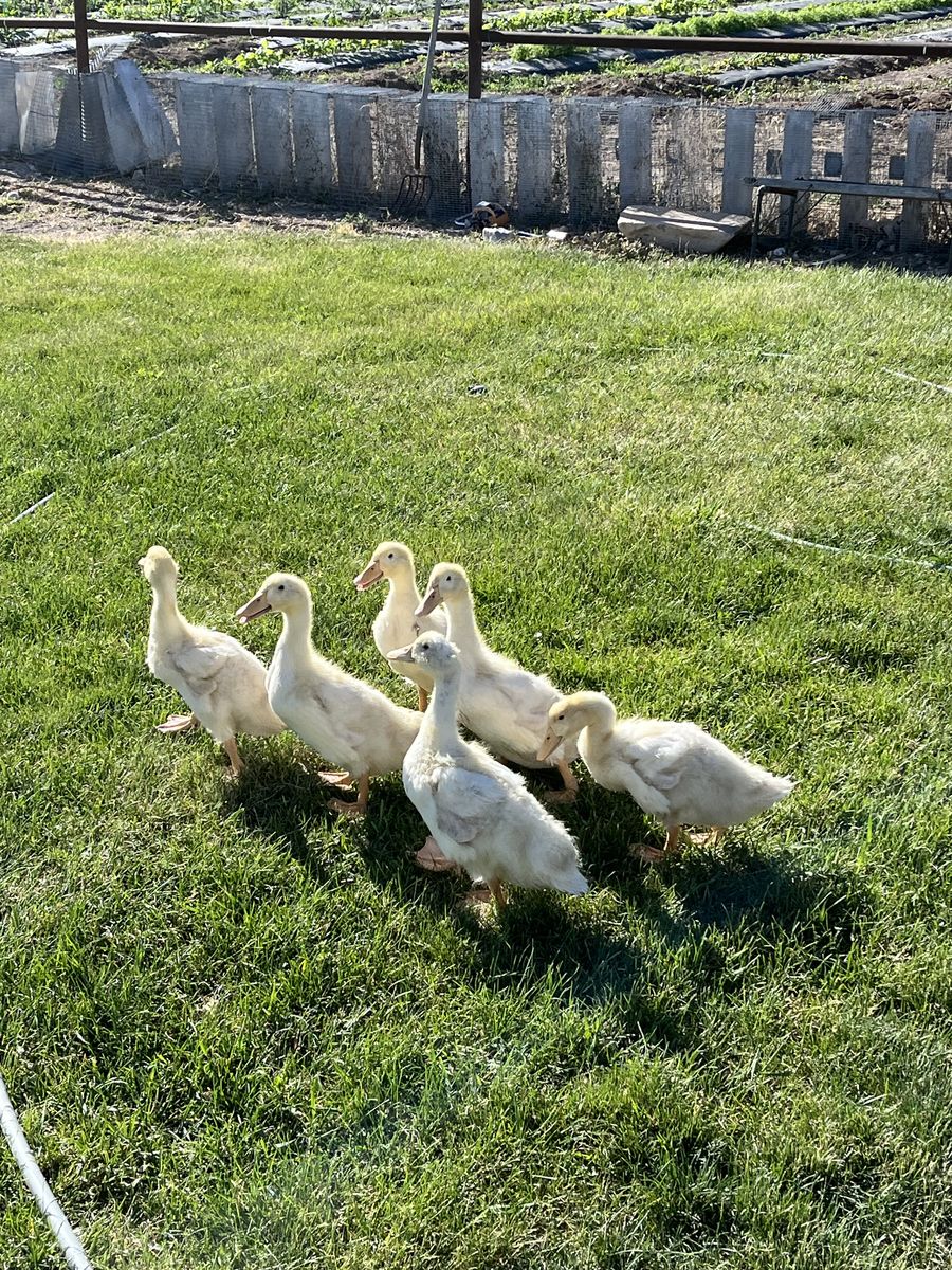 Baby Ducks