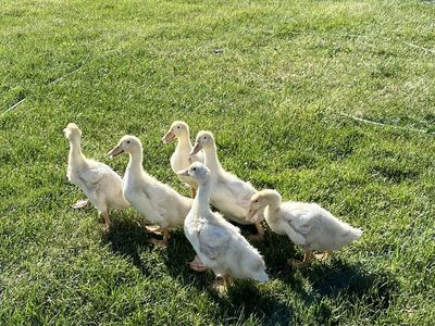 Baby Ducks
