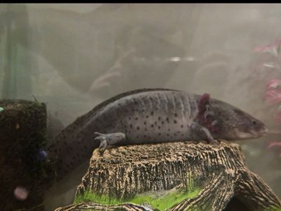Confirmed Female Adult Axolotl