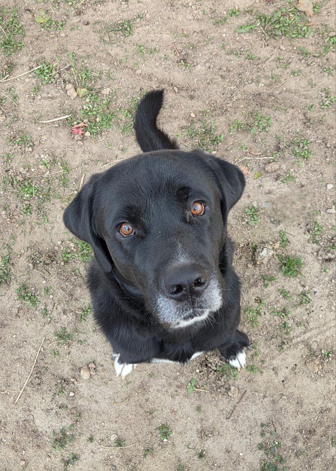 Labernard (Black Lab / Saint Bernard mix)