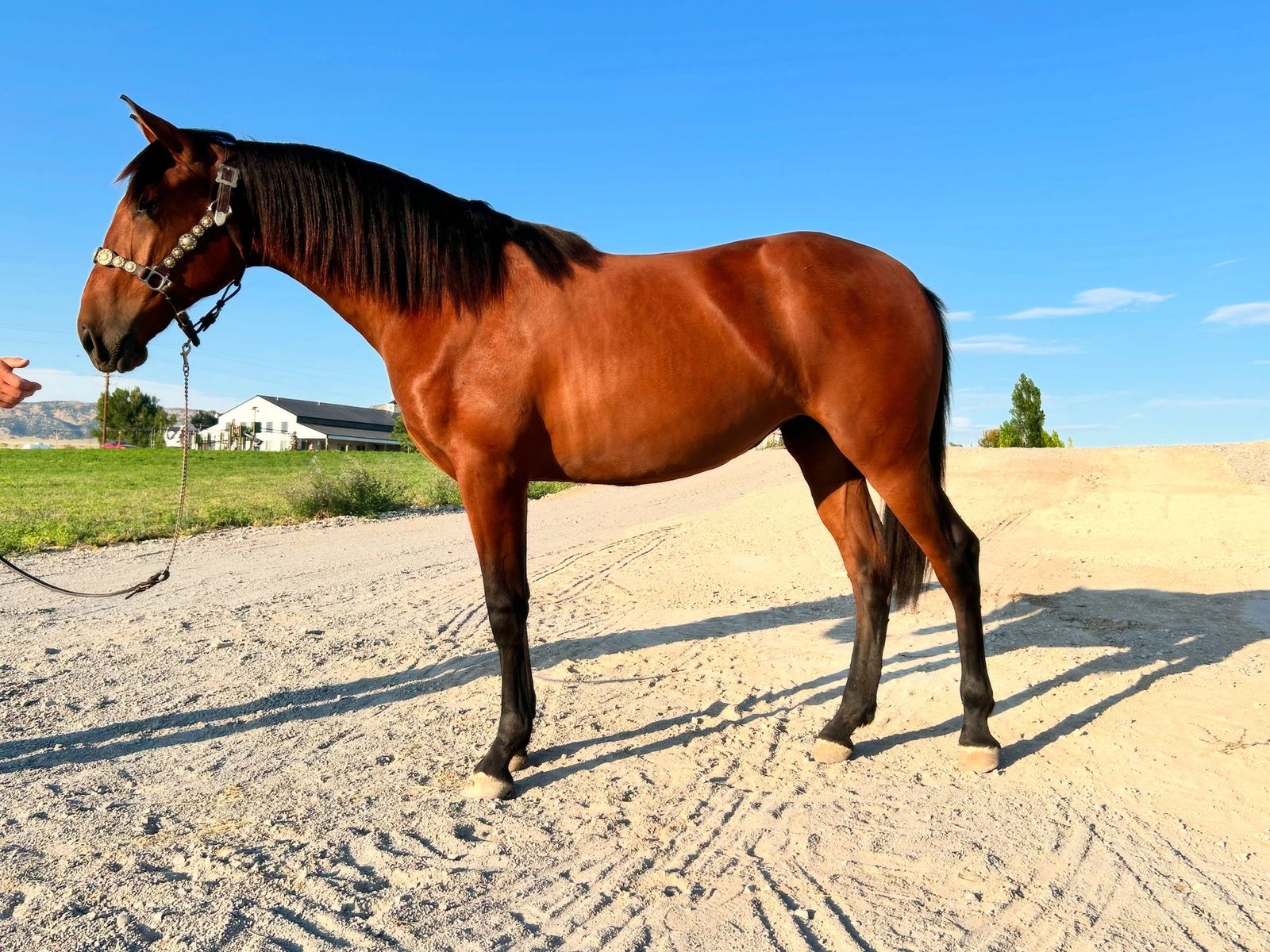 Lusitano X Andalusian 2 Yr Filly