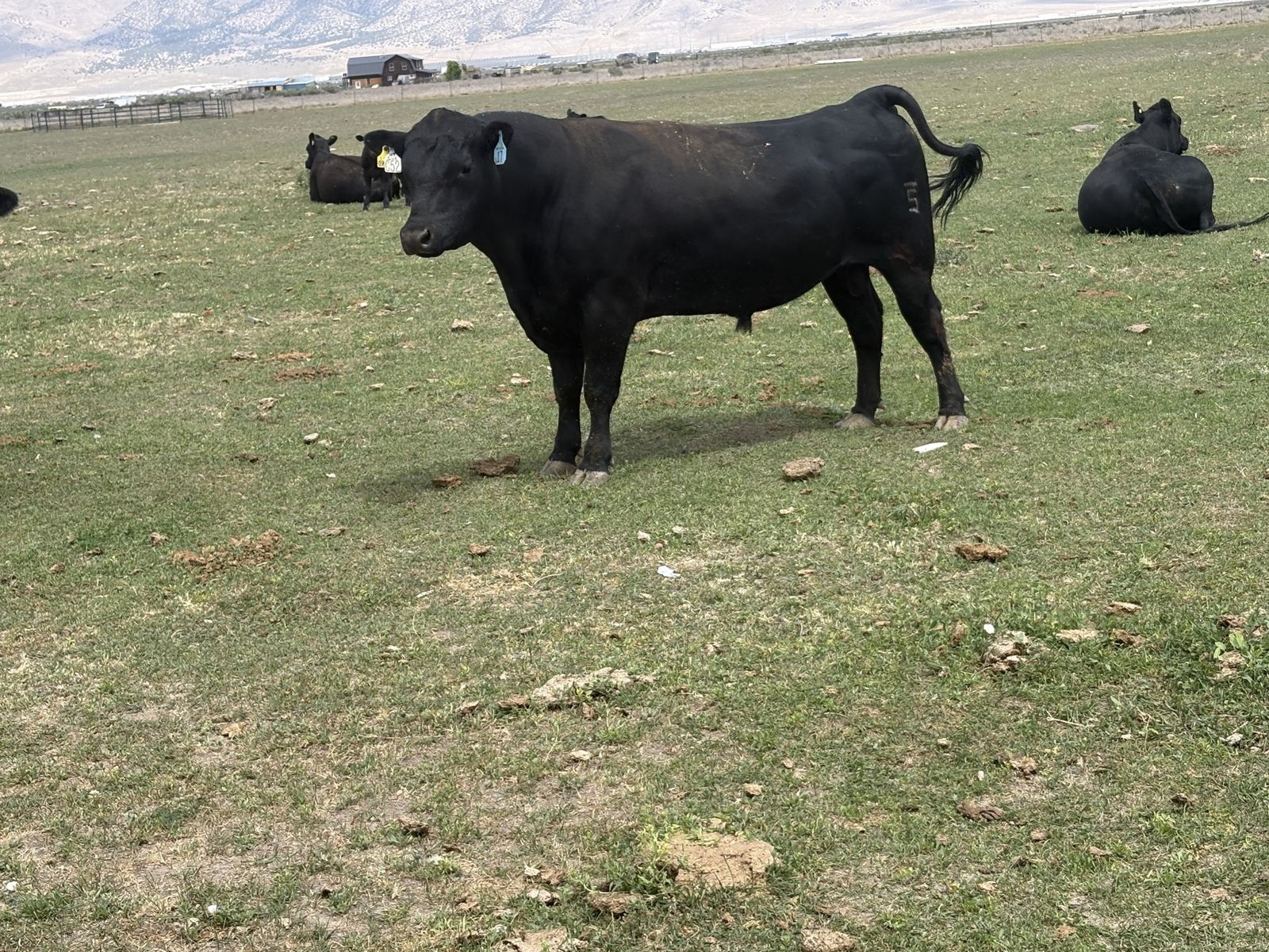 Purebred angus cattle