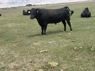 Purebred angus cattle