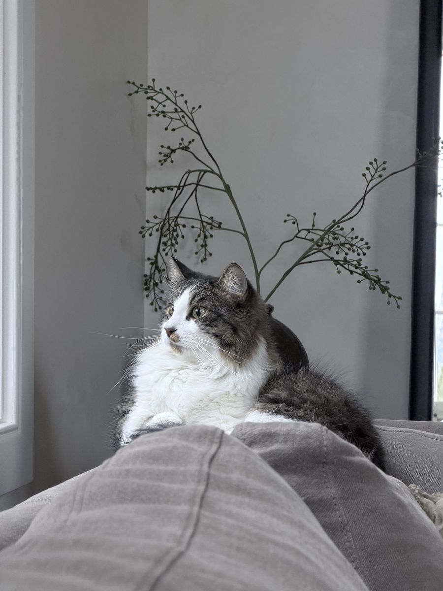 Need to rehome our two cats