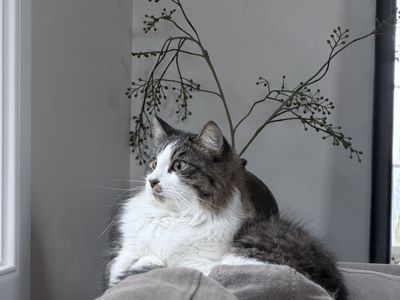 Need to rehome our two cats