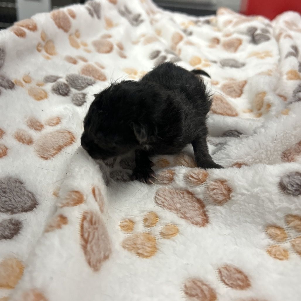 Hello my name is Tennille