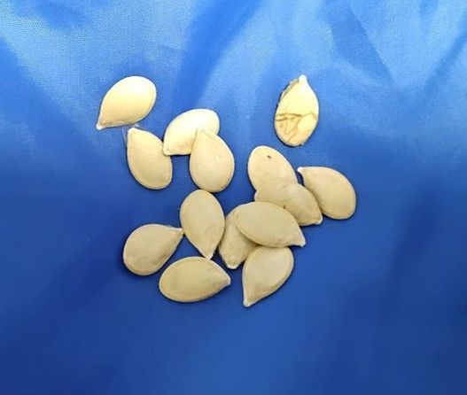 Vivid Reddish-Orange Pumpkin Seeds – Striking Heirloom Beauty
