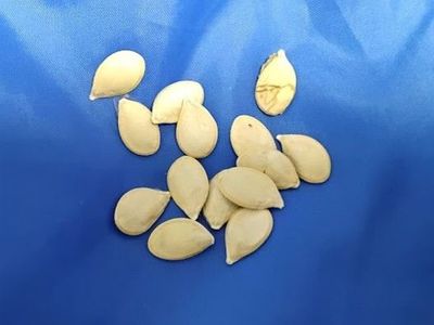 Vivid Reddish-Orange Pumpkin Seeds – Striking Heirloom Beauty