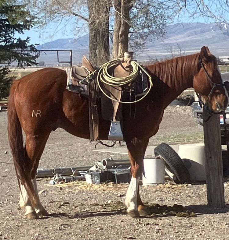 5 year old gelding