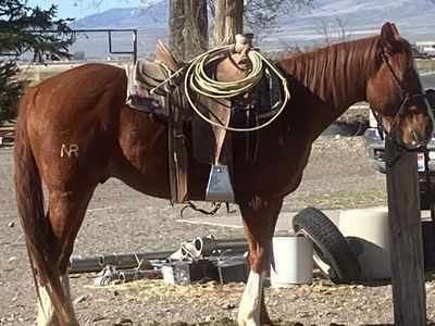 5 year old gelding