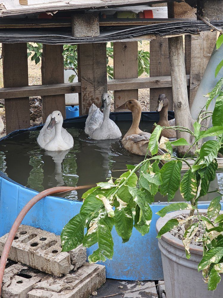 Ducks (Mixed runner duck and buff orpington)