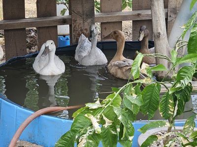 Ducks (Mixed runner duck and buff orpington)