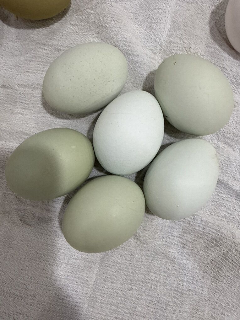 Prairie Bluebell Eggers Fertile Eggs For Hatching