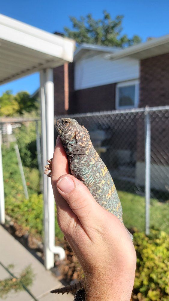 proven male ornate uromastyx with Complete Custom Desert Enclosure Setut