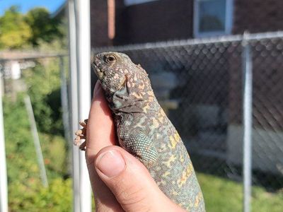 proven male ornate uromastyx with Complete Custom Desert Enclosure Setut