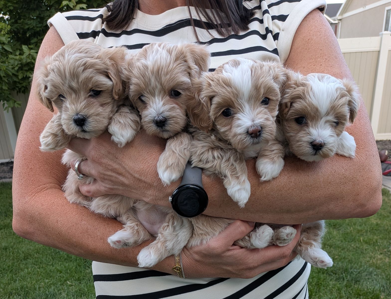 Maltipoo Puppies