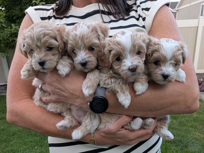 Maltipoo Puppies