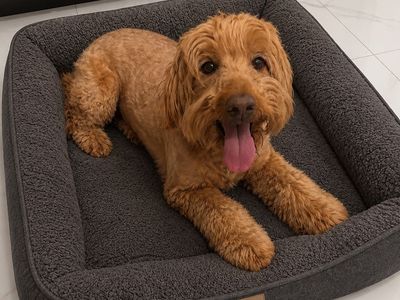 Golden doodle poodle goldendoodle guardian home companion animal