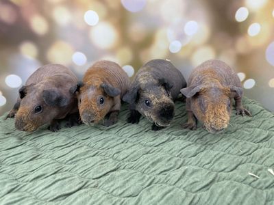 Male Baby skinny pig (hairless guinea pig).