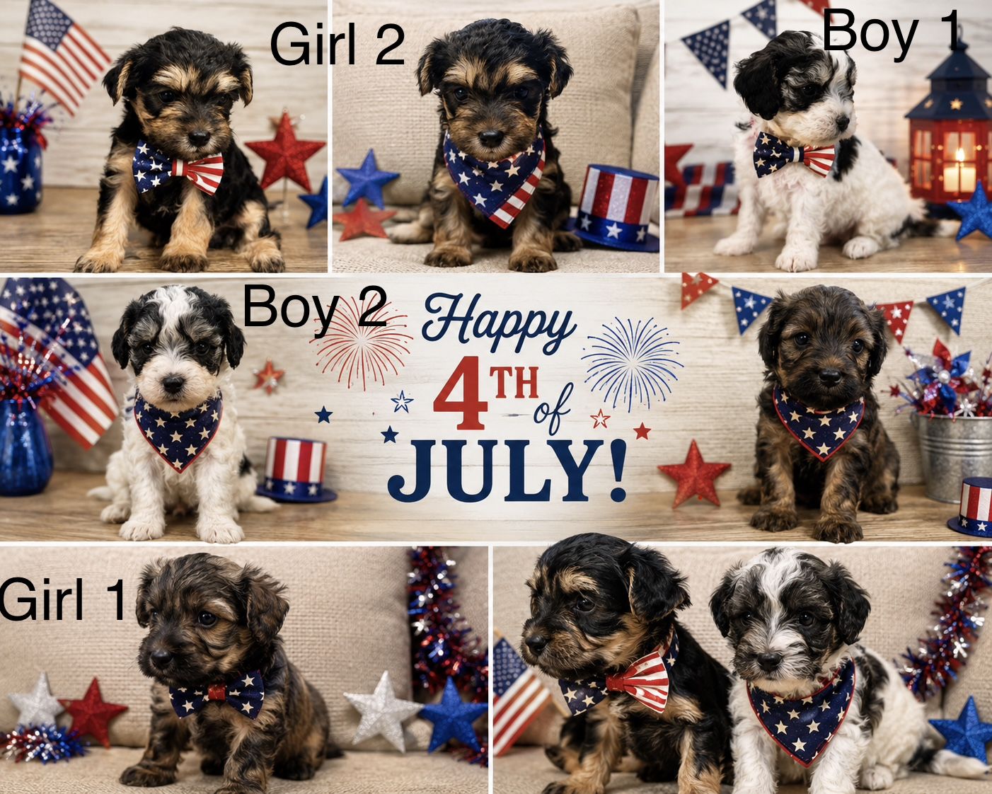 Adorable Morkie Doodle Puppies - 2 Boys & 2 Girls -