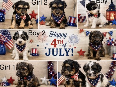 Adorable Morkie Doodle Puppies - 2 Boys & 2 Girls -