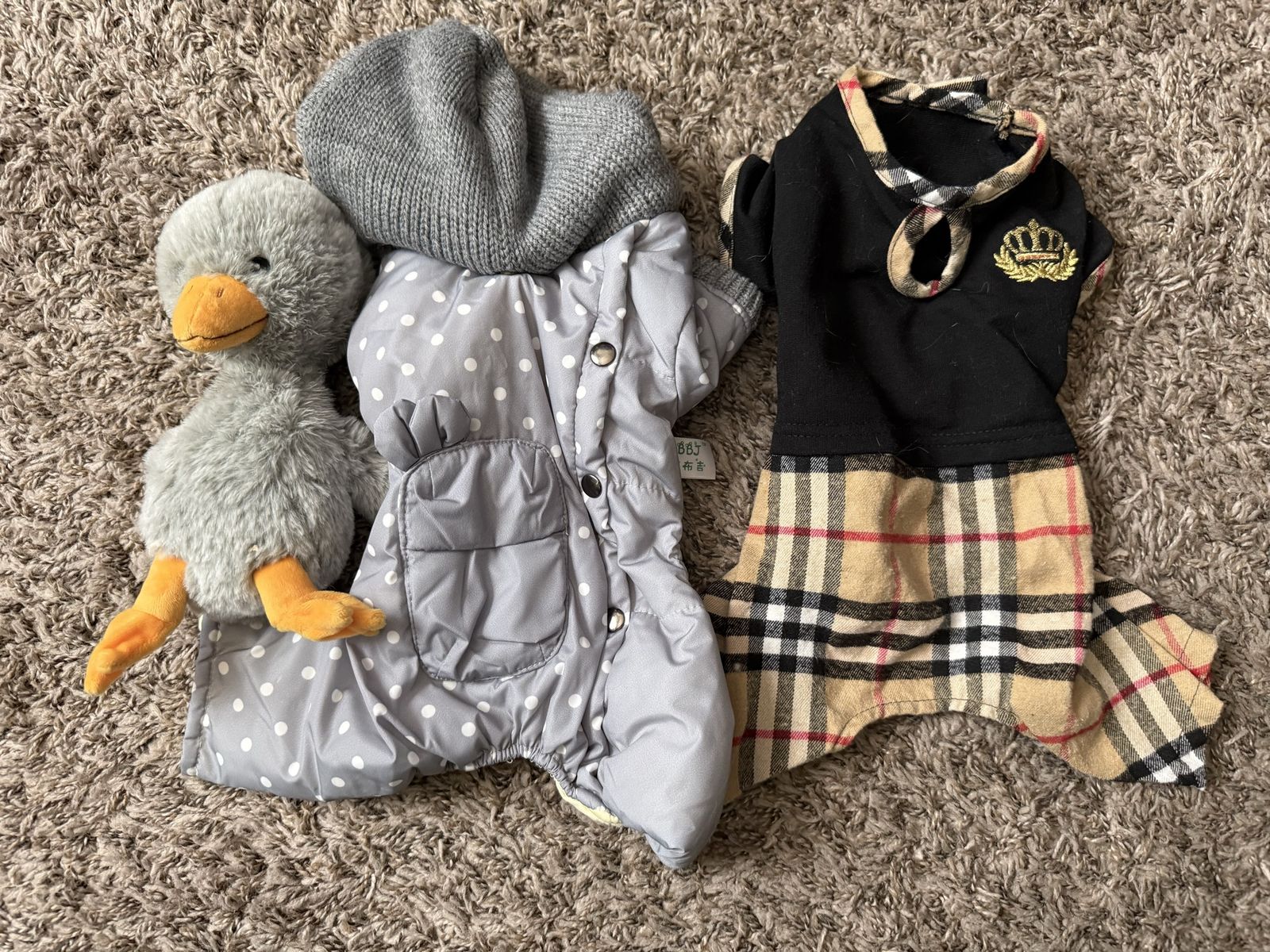 Pet Halloween costumes, sparkly fairy with wings,