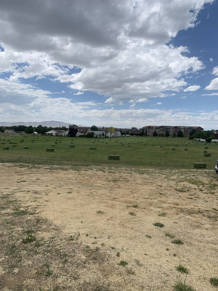 Alfalfa hay for sale small bales