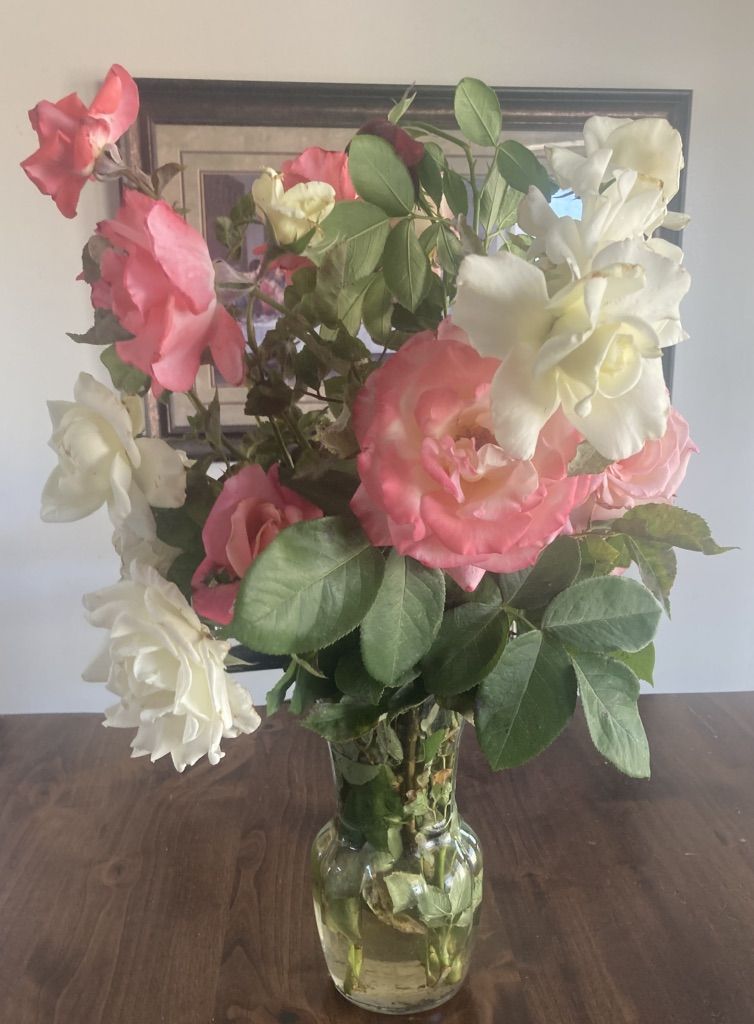 Fresh Rose Bouquets- Flowers For Special Occasions