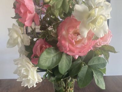 Fresh Rose Bouquets- Flowers For Special Occasions