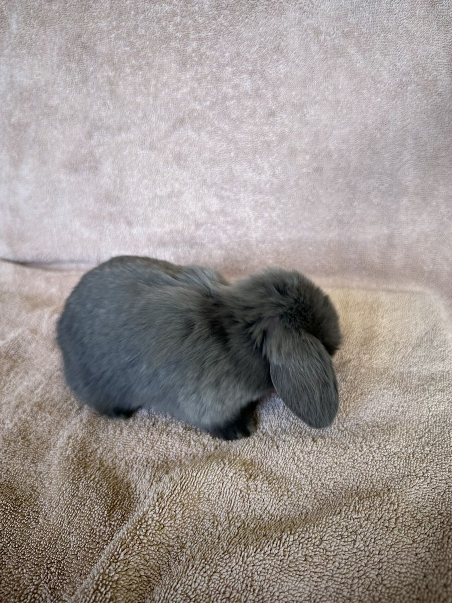 Holland Lop, purebred gray/lilac/silver doe