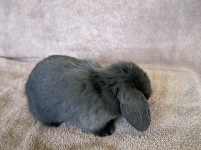 Holland Lop, purebred gray/lilac/silver doe