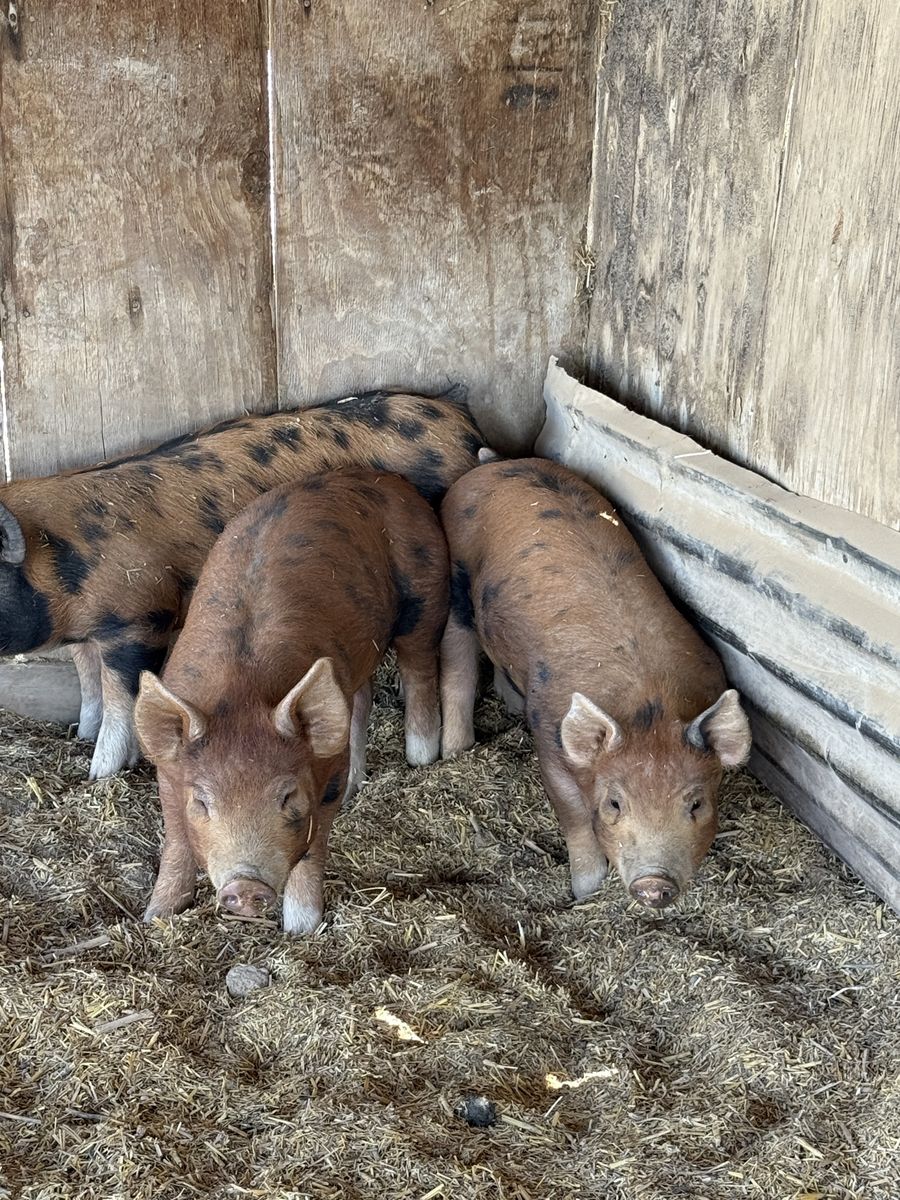 Weaned Pigs