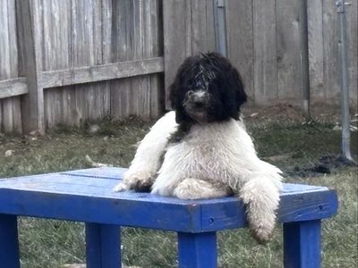 Labradoodle F1B standard Male 9 months old