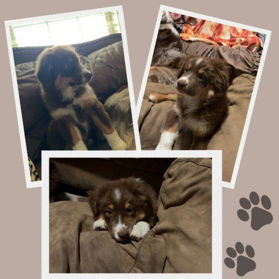 Austrialian Shepherd Puppy