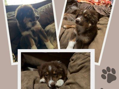 Austrialian Shepherd Puppy