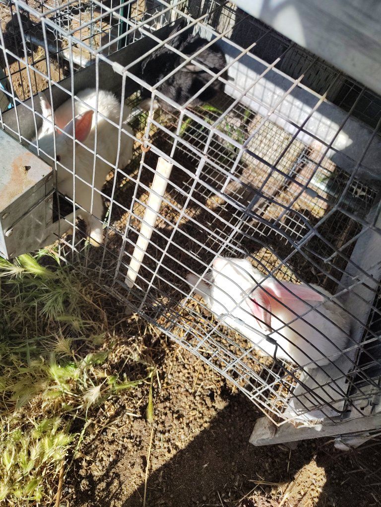 3 $20 buck rabbit breeders NZ/Silver Fox mix