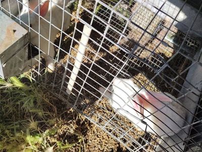 3 $20 buck rabbit breeders NZ/Silver Fox mix