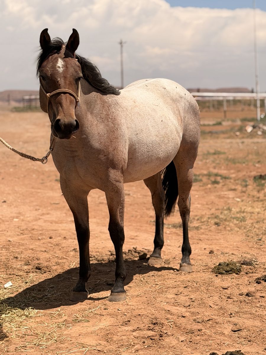 Grade 2 year old bay roan filly
