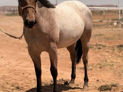 Grade 2 year old bay roan filly