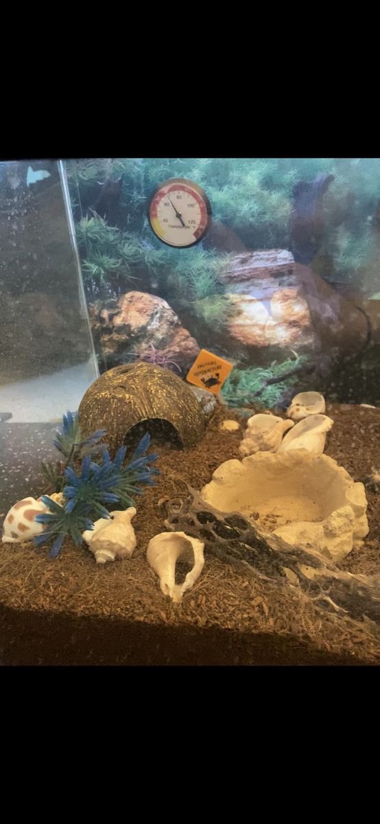 Hermit Crab Enclosure !