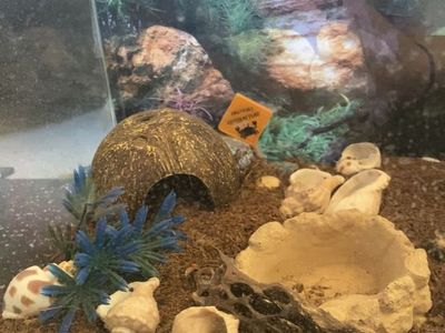 Hermit Crab Enclosure !