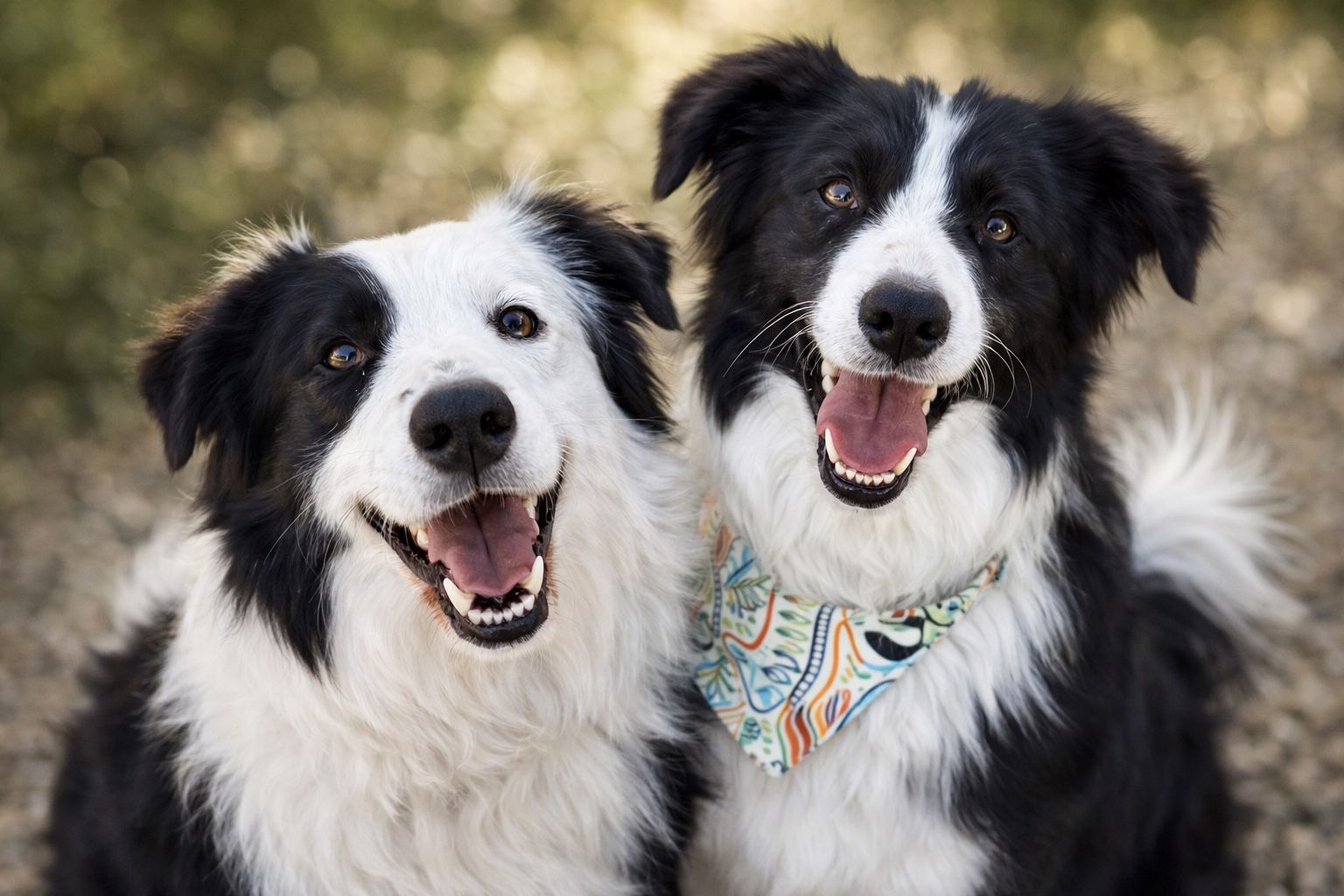 Rehome Border Collie Siblings