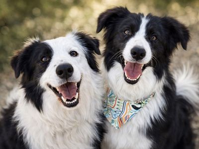 Rehome Border Collie Siblings